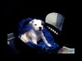 6 week old puppy speakin