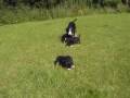 Entlebucher