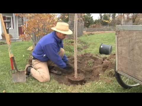 how to plant a tree