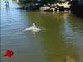 Rescuers Race to Free Dolphins From Lake