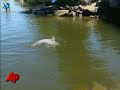 Rescuers Race to Free Dolphins From Lake