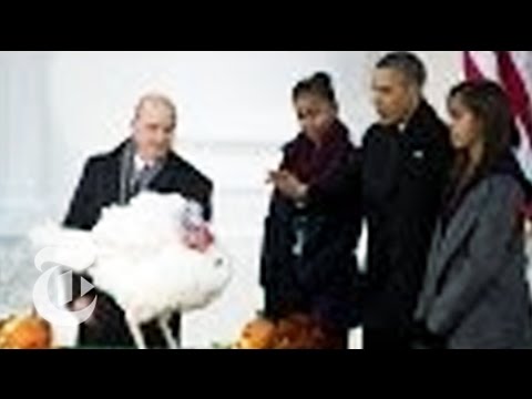turkeys - Subscribe on YouTube: http://bit.ly/U8Ys7n On the eve of Thanksgiving, the president saves two turkeys from becoming dinner. NYT on Google Plus: http://bit.l...