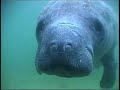 Manatee Encounter