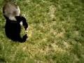 a twilight fan getting bittin by a goose