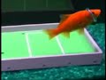 Goldfish Training Kit from ThinkGeek