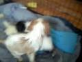 Abby's pups day 36