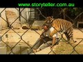 cambodian tigers