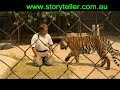 Cambodian Tigers