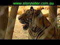 cambodian tigers