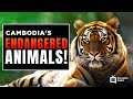 Cambodian Tigers