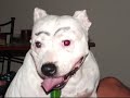 Spyda & Bandit the Bull Terriers, Gemma & Rebel the Staffy's