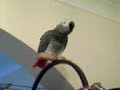 Chip screeches ( watch your ears!)