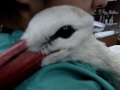 Stork in a box