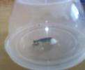 Praying mantis producing egg mass