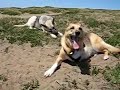 Three Legged Dog Fun at Fort Funston San Francisco Three Legged Dog Fun at Fort Funston San Francisco