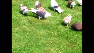 kaftar irani-persische hochflieger-iranian pigeons