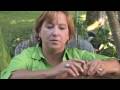 Flower & Plant Garden Care : Care for Daffodil Bulbs