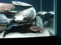 videos de Primeiro Aqua