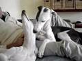 Greyhound