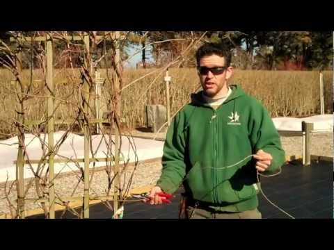 how to wisteria vine