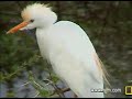 Cattle Egrets at Pete\
