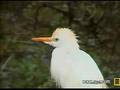 Cattle Egrets at Pete's Pond 11/13/2006