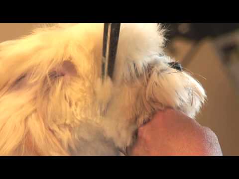 How to Groom a Shaggy-Haired Dog's Head : Dog Grooming