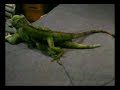 Funny Animal Porn - They will Fuck ANYTHING!!!!