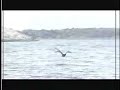Aves en Lima