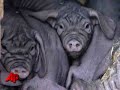Raw Video: Zoo Presents Lucky Charm Piglets