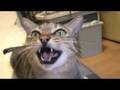 Tsuneo Cat Song 2