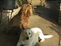 Legacy-Labs Labradoodles NON shedding/Hypo Legacy-Labs Labradoodles NON shedding/Hypo