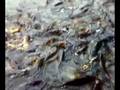 videos de fish fight........really awsome........