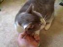 Crumpet the rescued kitty Crumpet the rescued kitty