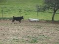 El niño de la forja poniendo las banderillas El niño de la forja poniendo las banderillas