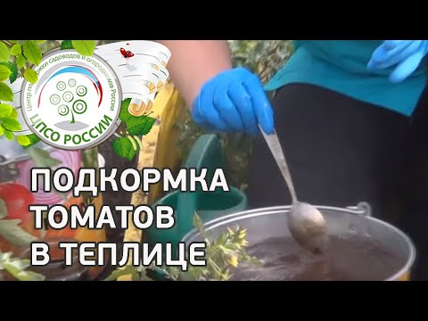 Подкормка томата. Чем удобрять помидоры.