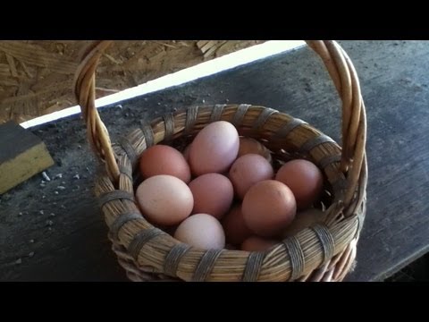 how to collect chicken eggs