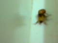 beetle sex