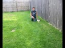 dog 4