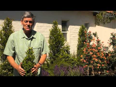 how to fertilize boxwood