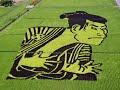 Rice field in Japan