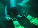 What we SEE when we are down there at 30 - 40 Meters