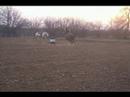 Barrel Racing 2008
