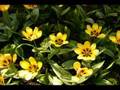 Butchart Gardens