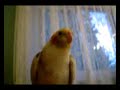 Brady the bird talks