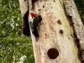 Woodpecker