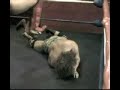 Mixed wrestling... Vanessa Mixed wrestling... Vanessa