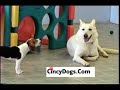 cute-terrier-puppy-with-mickey-mouse-image-on-her-side.html