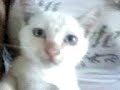p. sloan, una vida dedicada a los gatos ( gallur)