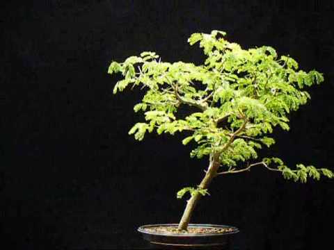 brazilian raintree - Brazilian Raintree Bonsai.